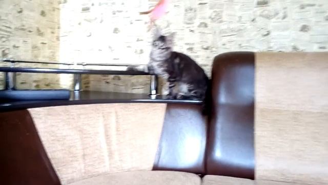 Мейн Кун -домашняя мини рысь смотреть онлайн