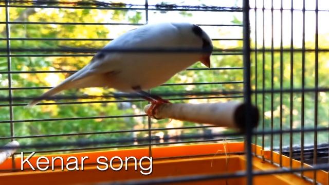 KENAR Song смотреть онлайн