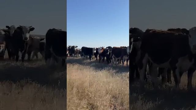 Белоголовые Телки до 100 голов цена 200 за кг,в Волгограде. +7 937 250-25-75 Кенан смотреть онлайн