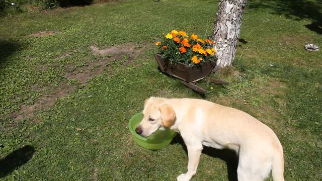 Hugo & Hector sekä Mimosa Olumpialaasissa !! смотреть онлайн