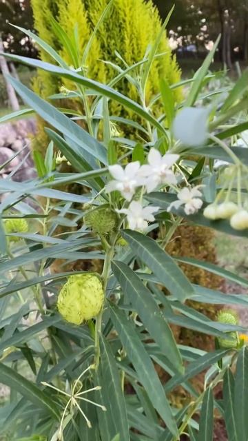 2022年10月18日　初めて見かけた🌿🌸フウセントウワタ（風船唐綿）🌸🌿別名　🌿🌸風船玉の木🌸🌿 смотреть онлайн
