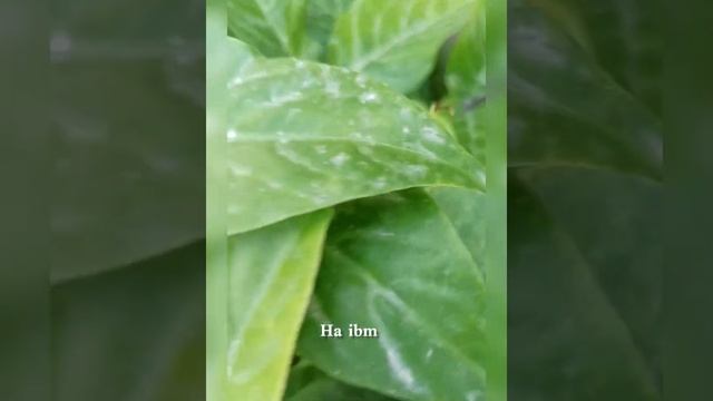 اودونتونيما نارية Odontonema cuspidatum من النباتات الجميلة التي أزهرت في حديقتي المنزلية смотреть онлайн