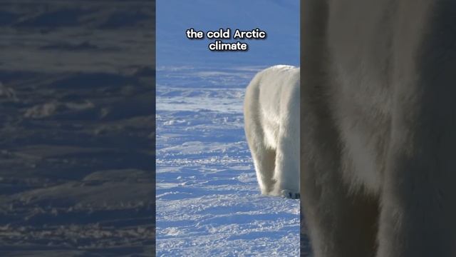 Polar Bears: Surviving in the Arctic смотреть онлайн