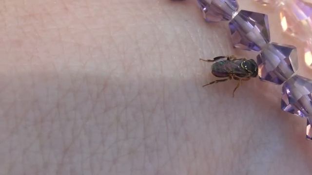 VESPA * Fauna urbana * SP смотреть онлайн