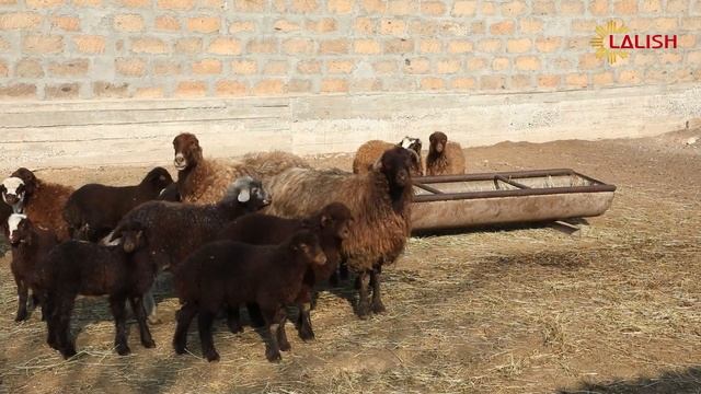 Ji gong hatani gond - Aknalich смотреть онлайн