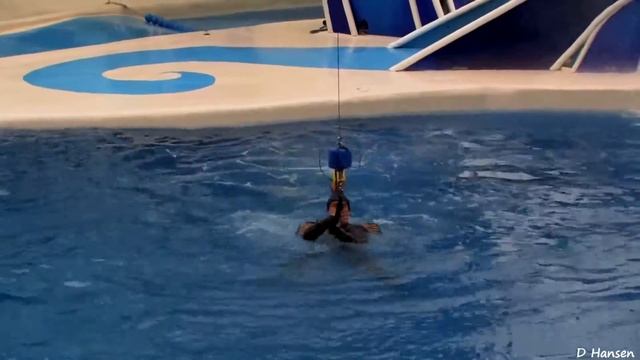ВЫПУСК 2015 Голубые горизонты - Дельфин Шоу | The Complete 2015 SeaWorld Blue Horizons Dolphin Show смотреть онлайн