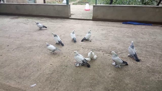 Бойние голуби, Сизые агараны, Грузия, Тбилиси 08.10.19 Roller pigeons, "sizie agarani", Tbilisi смотреть онлайн