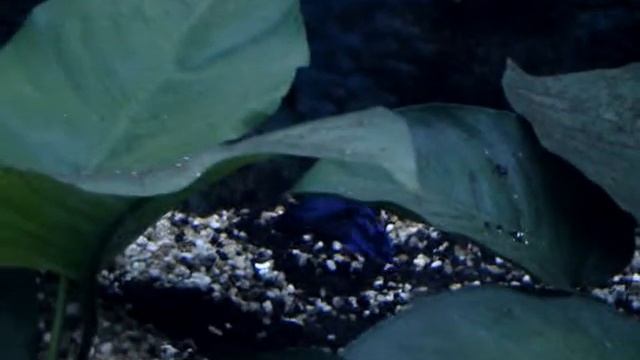 Betta + Harlequins смотреть онлайн