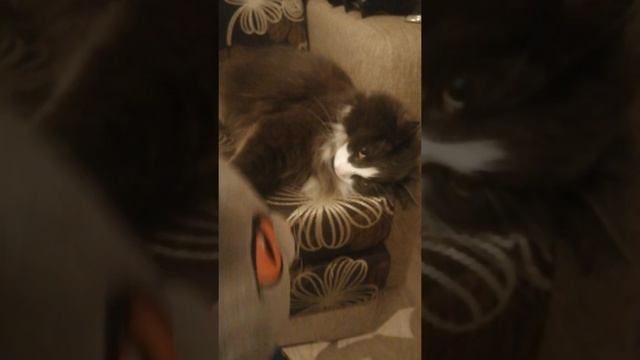 Живая игрушка смотреть онлайн