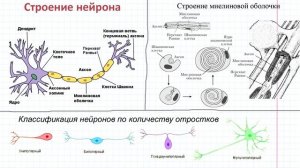 05 Ткани- нервная