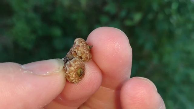 Identifying Black Oak:Warrior Tribe Challenge смотреть онлайн