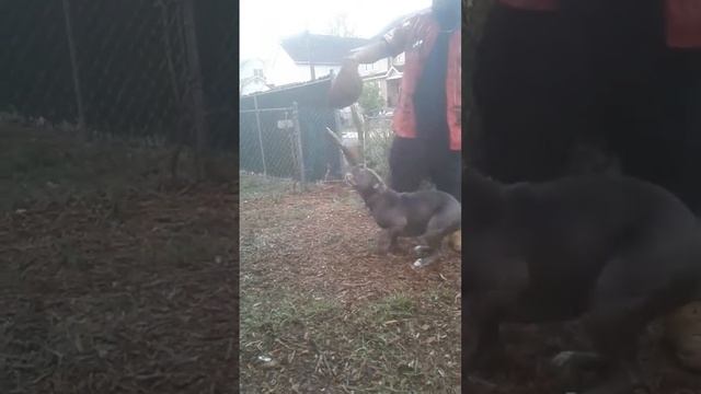 Blue bandog chocolate tri bulldog смотреть онлайн