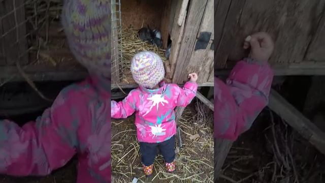 Кроликам 2недели смотреть онлайн