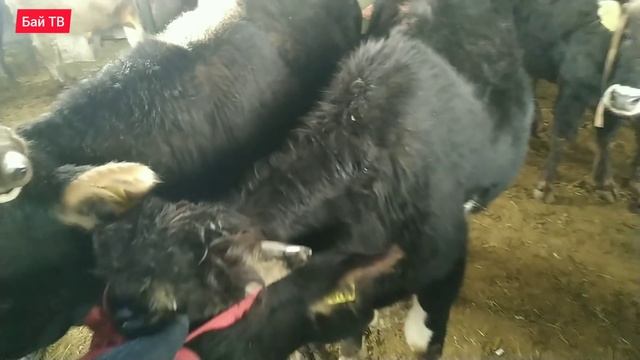 Өзгөн бука базары 🐂! 300 миң сомдук адам бойлуу бука! смотреть онлайн