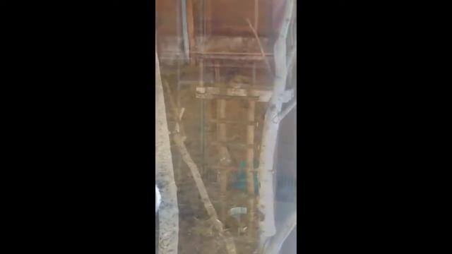 Зоопарк в монастыре смотреть онлайн