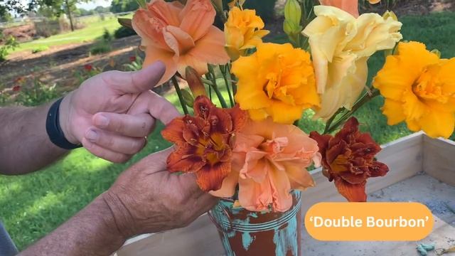 Drool-Worthy Double Daylilies смотреть онлайн