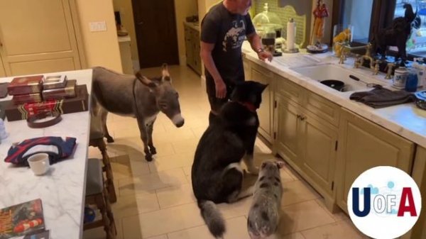 Арнольд Шварценеггер и его домашние животные 🇺🇸 Arnold Schwarzenegger and his pets