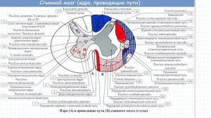 60 Проводящие пути СМ