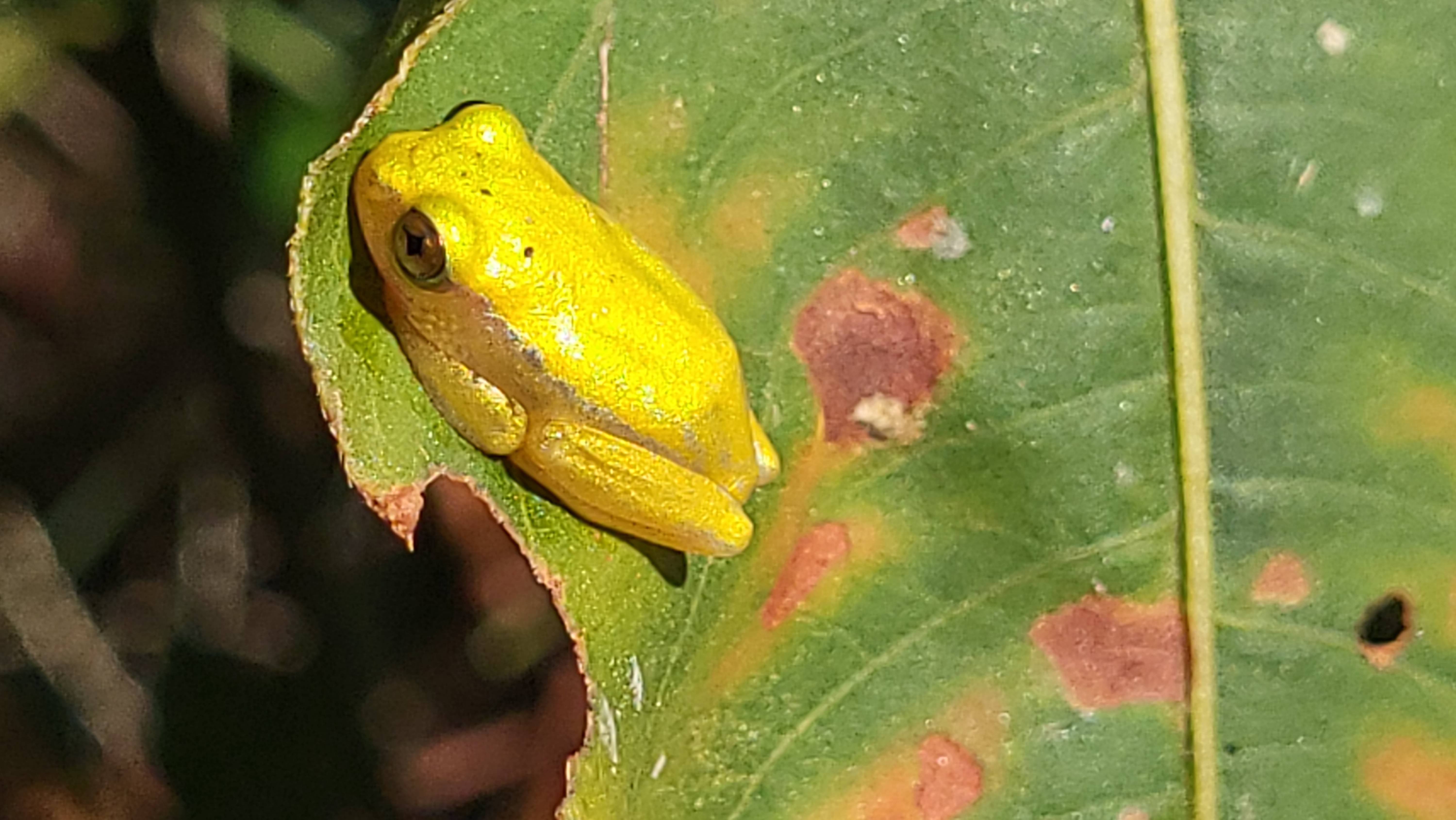 МАДАГАСКАР 2024. Самый бесполезный маршрут по нацпарку Андрингитра. 20 СЕРИЯ смотреть онлайн