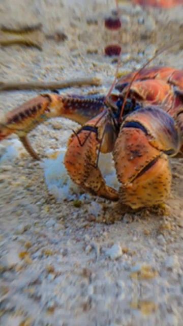 Coconut crab vs Crab,scorpion and tarantula смотреть онлайн