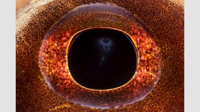Insight Into Eyes Part 2: The Incredible Octopus Eye, by David Heidemann смотреть онлайн