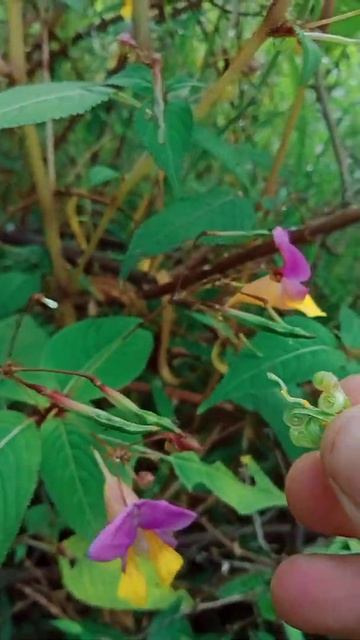 Natural Pollen Sac Bursting Video that keeps you relaxed😊#shorts #ytshorts #Time_To_Explore_Officia смотреть онлайн