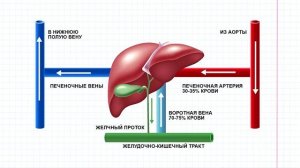 42 Железы ЖКТ