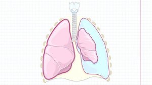 18 Дыхательная система- плевра и средостение