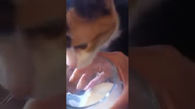 Цаца смотреть онлайн