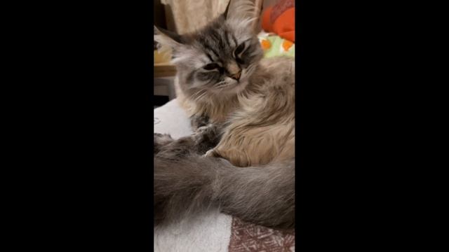 Кот умывается) смотреть онлайн