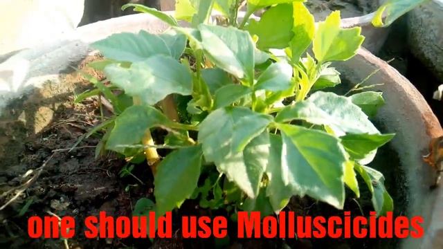 Effect of snail on Dahlia and its remedy смотреть онлайн