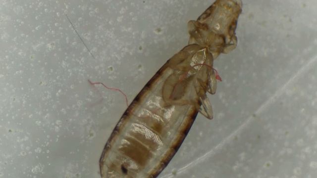 ricinusmite5 смотреть онлайн