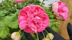 #699.Пеларгония с самыми крупными бутонами