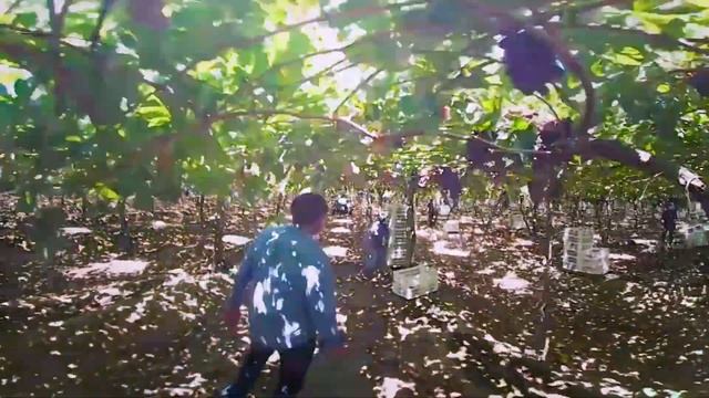 Welcome to Fruits from Chile 2017-2018.2 смотреть онлайн