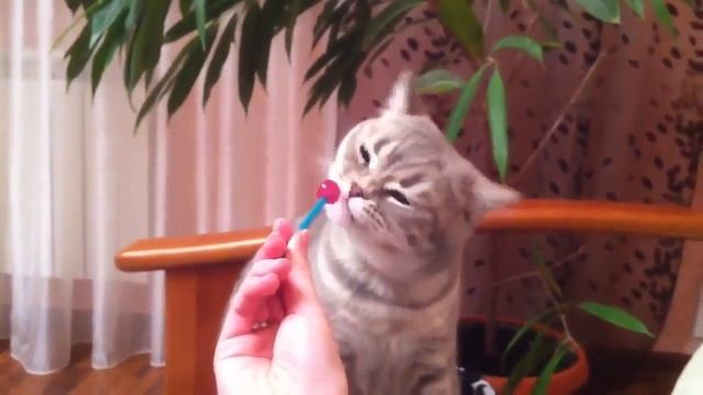 Наша кошка лакомится Чупа Чупсом смотреть онлайн