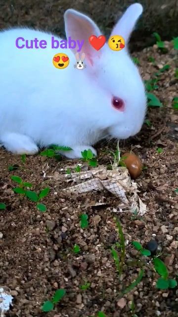#funnyvideo #cute @RabbitholebdSports ❤️😍😘🐰👌👍🙏 смотреть онлайн