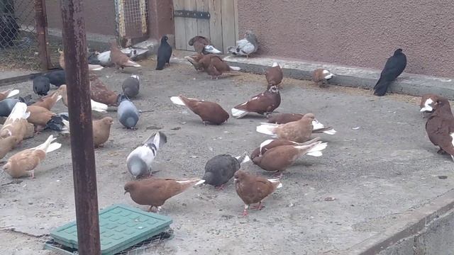 Мои николаевские голуби(на земле)🕊 смотреть онлайн