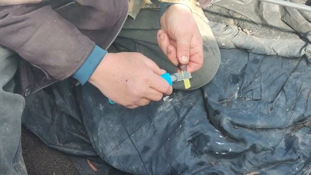 Прививка виноградного куста в штамб