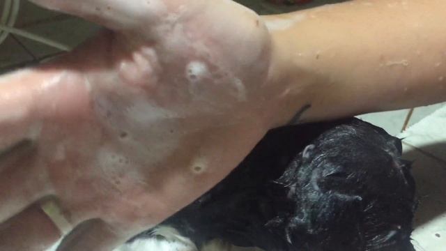 LEGIT?! EFFECTIVE?! | MABISANG PANG TANGGAL NG PULGAS, GARAPATA NG ASO/TUTA . смотреть онлайн