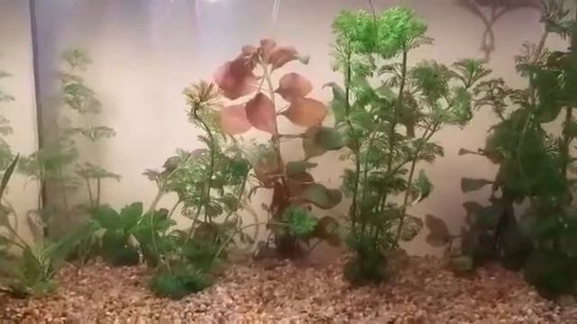 Видео-релакс//Наши любимые рыбки. смотреть онлайн