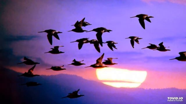 Bird migration смотреть онлайн