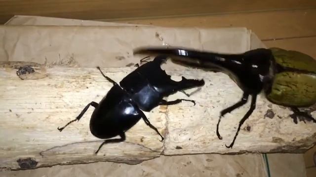 Dynastes hercules vs Dorcus titanus palawanicus смотреть онлайн