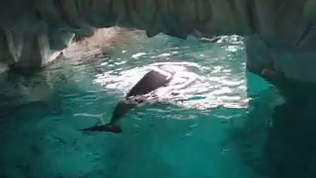 Beluga noises смотреть онлайн