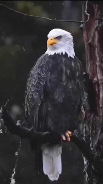 #2016 #nature #2015worldcup #christianmusic #2023 #animals #tanzaniagospel #gospelmusic #monkey смотреть онлайн