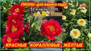 Посиделки у камина. Часть 22. Красные, коралловые и желтые пионы! / Сад Ворошиловой