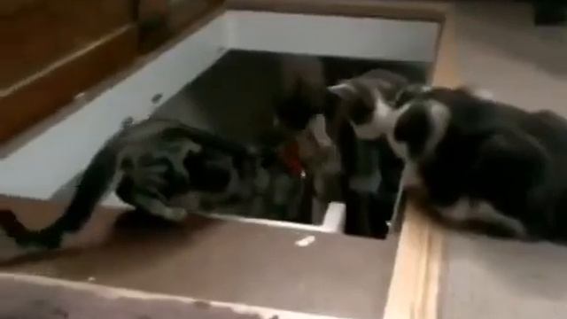 Самая подлая кошка Смотрим смотреть онлайн