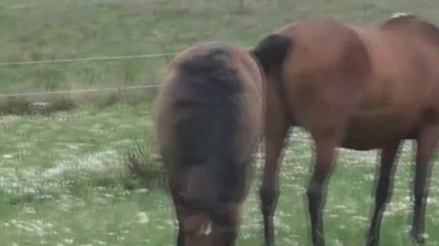 Breeding mares and foals from Övrarps Stuteri смотреть онлайн