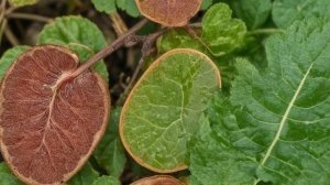 Как бороться и чем обработать грушу от галлового клеща - Деревья