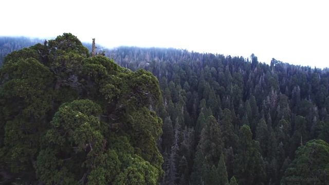 Sequoia National Park after 2021 wildfire. We need remember about climate is too fast changing! смотреть онлайн