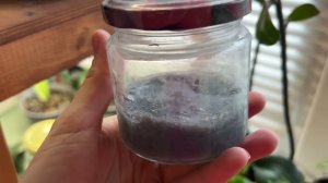 РАЗМНОЖЕНИЕ ОРХИДЕЙ СЕМЕНАМИ ДОМА #orchid #обзорорхидей #таксебеорхоман #цветы #размножениеорхидей